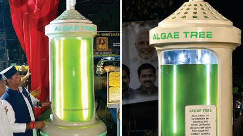 Solar algae system matches air-purification by 25 trees